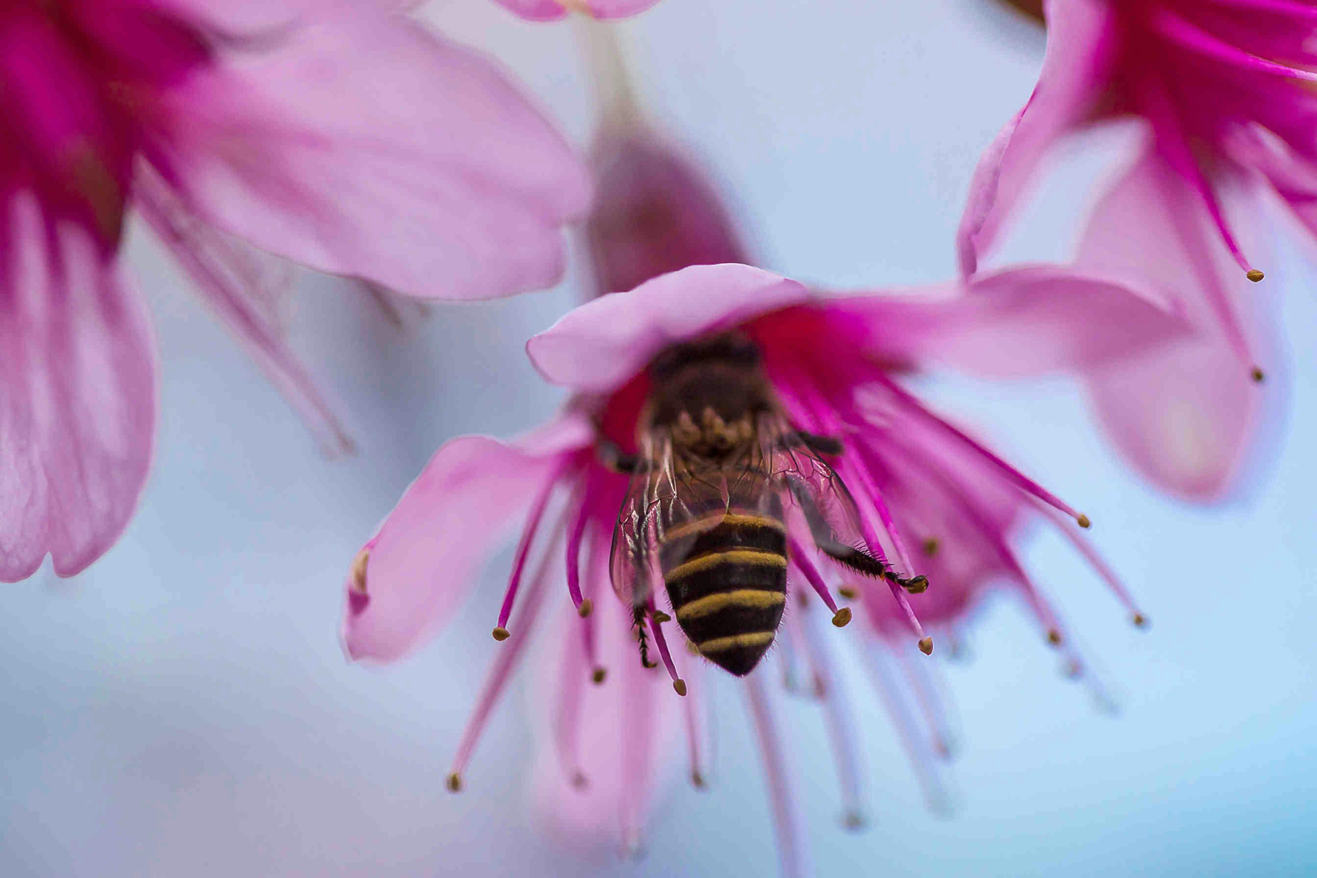 ape dentro a fiore rosa