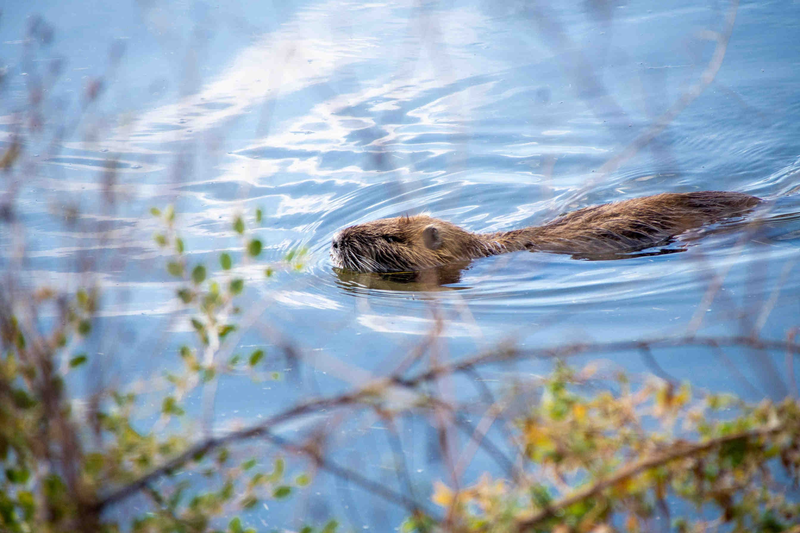 castor nageant dans l'eau