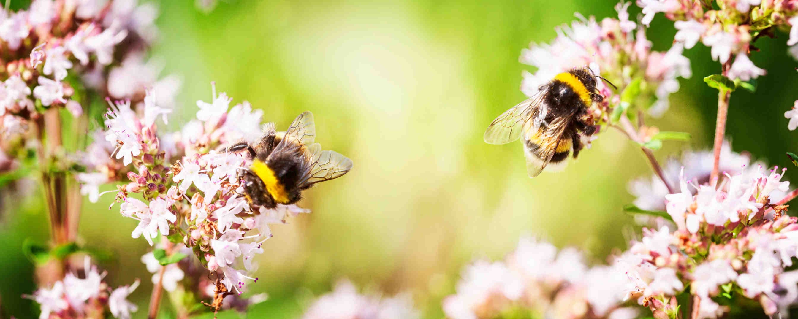 Filiera Futura e 3Bee: insieme per la biodiversità e gli impollinatori