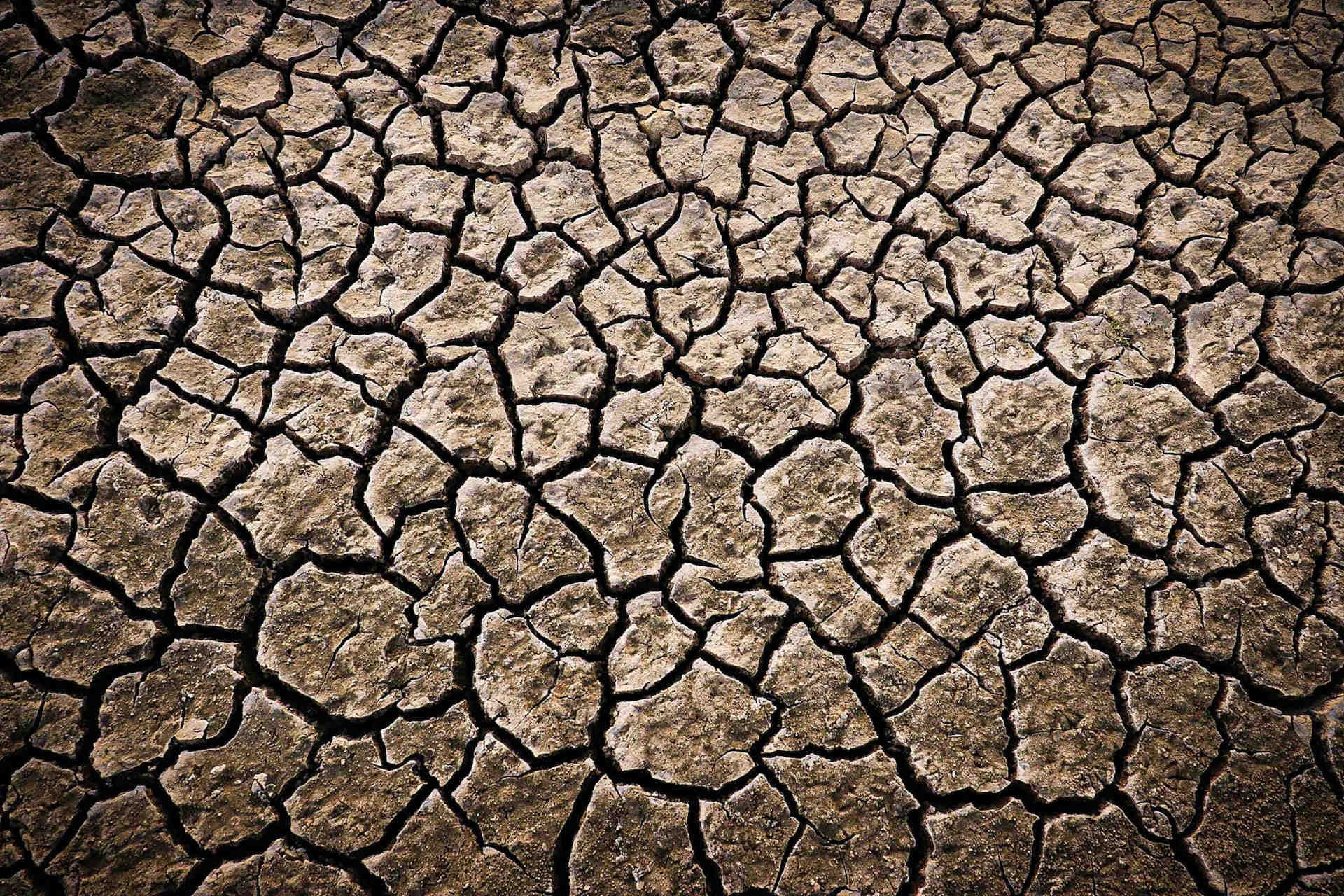 Les effets de la sécheresse sur la biodiversité