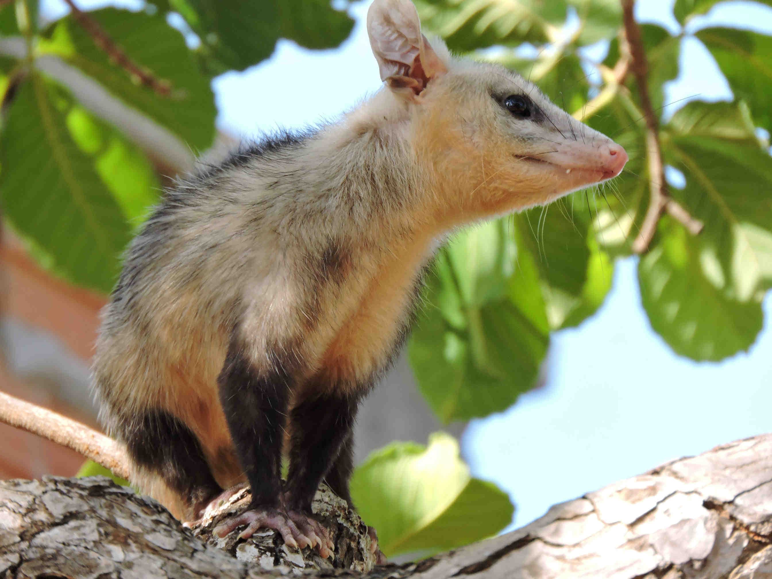 opossum