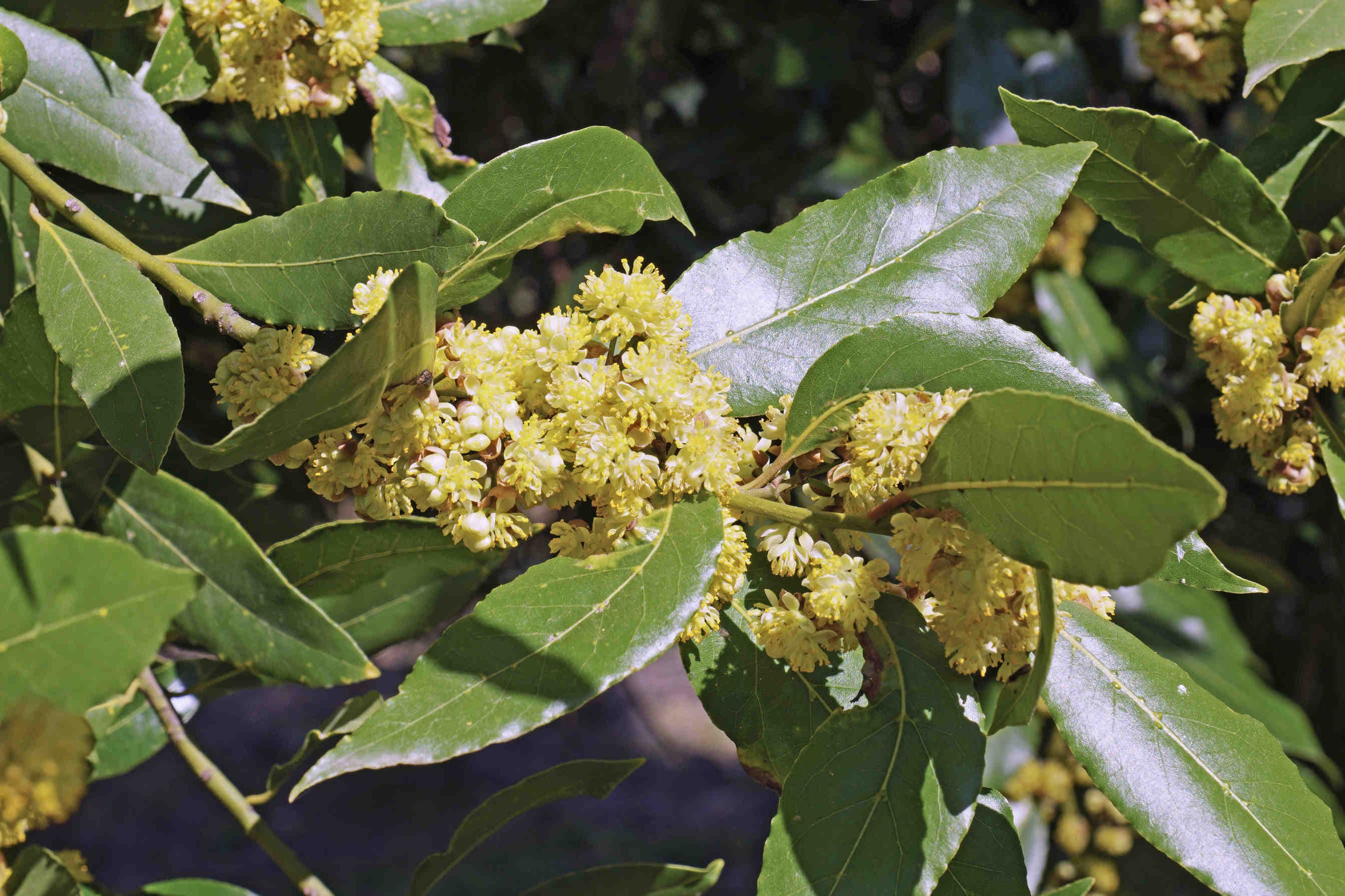 alloro fasi vegetative