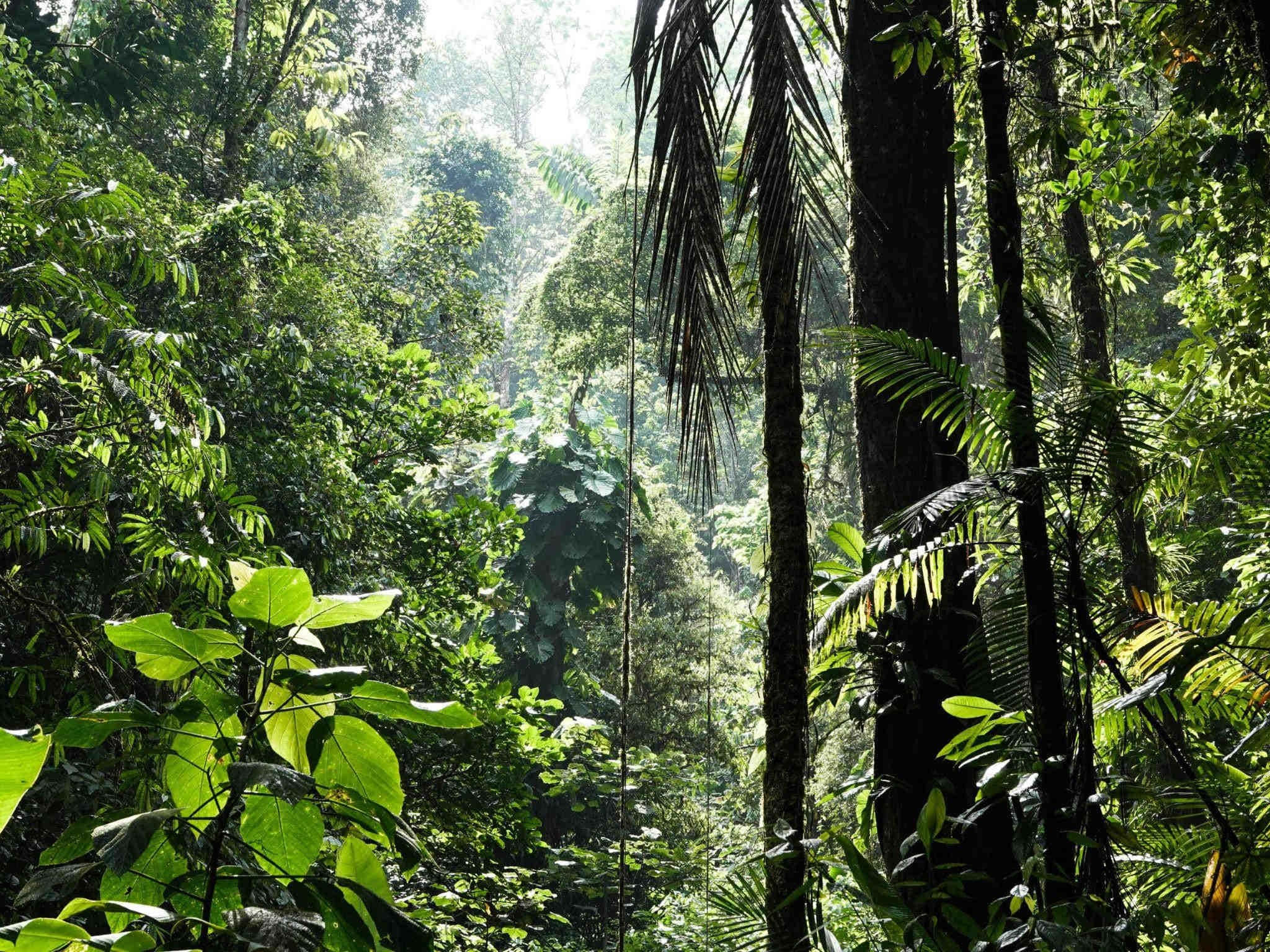 forest