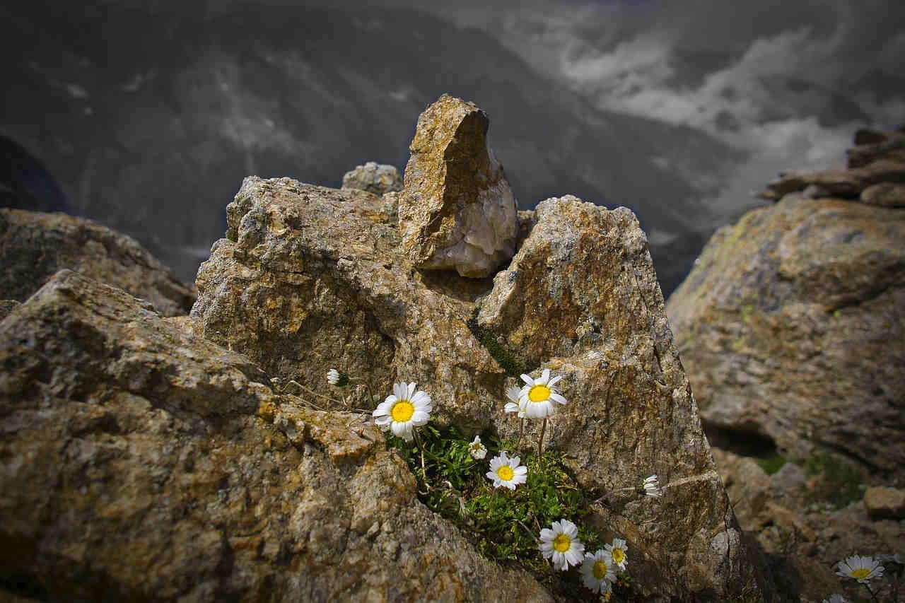Alpenvegetation und Klimawandel