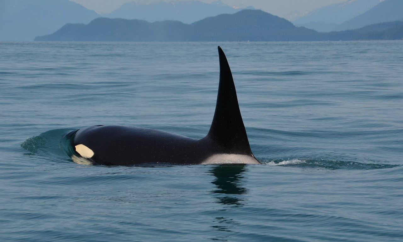 orca
