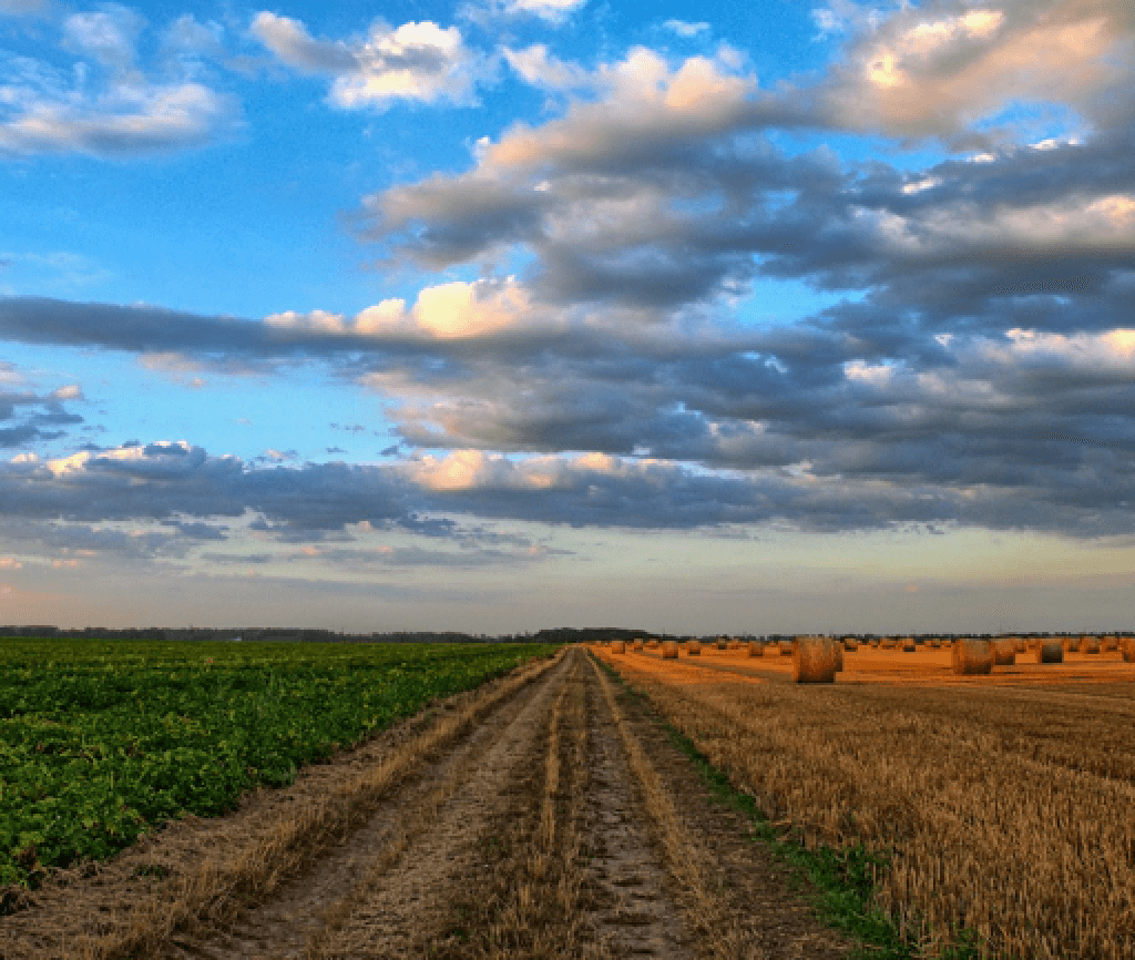 champs agricole polyculture