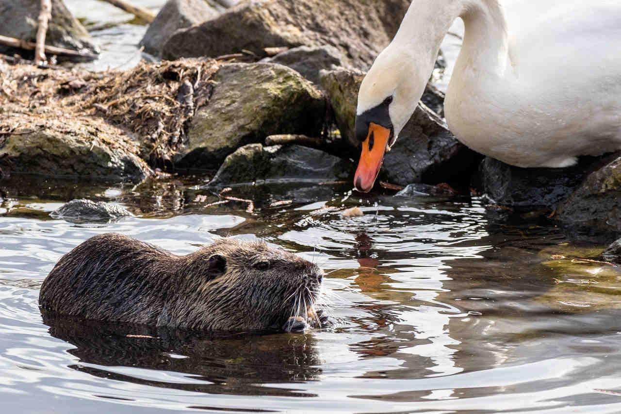 un castor avec un cygne dans l'eau