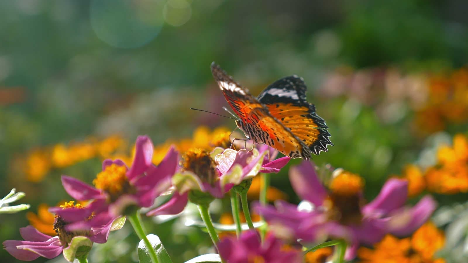 Cosa-sono-i-biodiversity-credits-e-perché-sono-importanti
