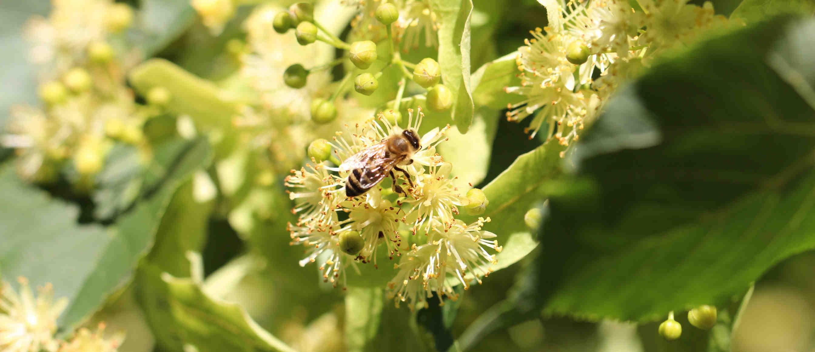 tiglio impollinatore