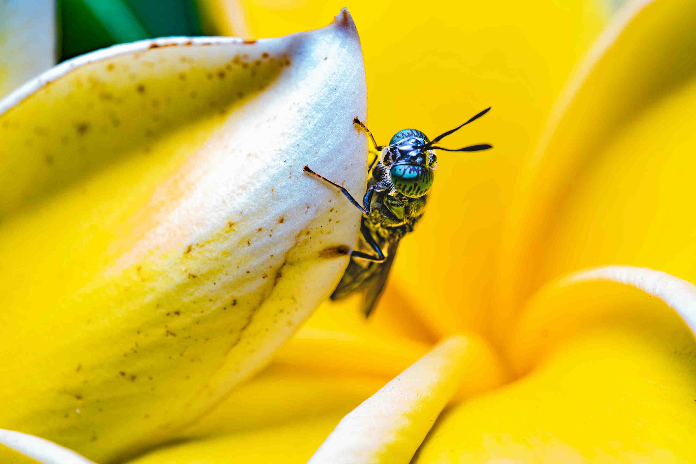 Mosca_soldato