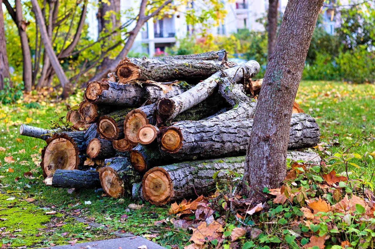 Aider la nature dans le jardin avec du vieux bois ou du bois mort