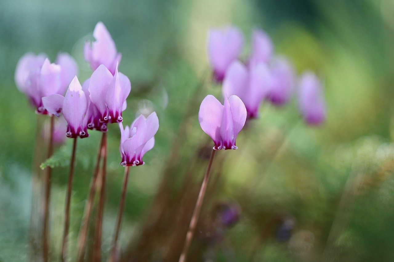 ciclamino napoletano cyclamen