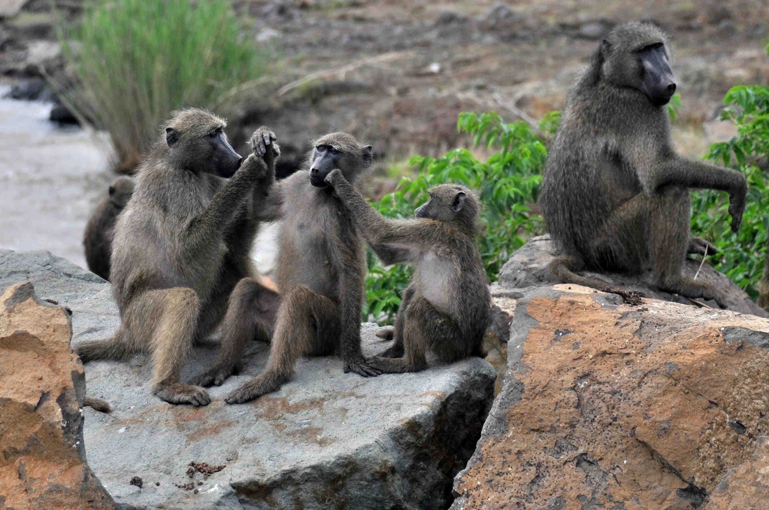 gioco relazioni animali
