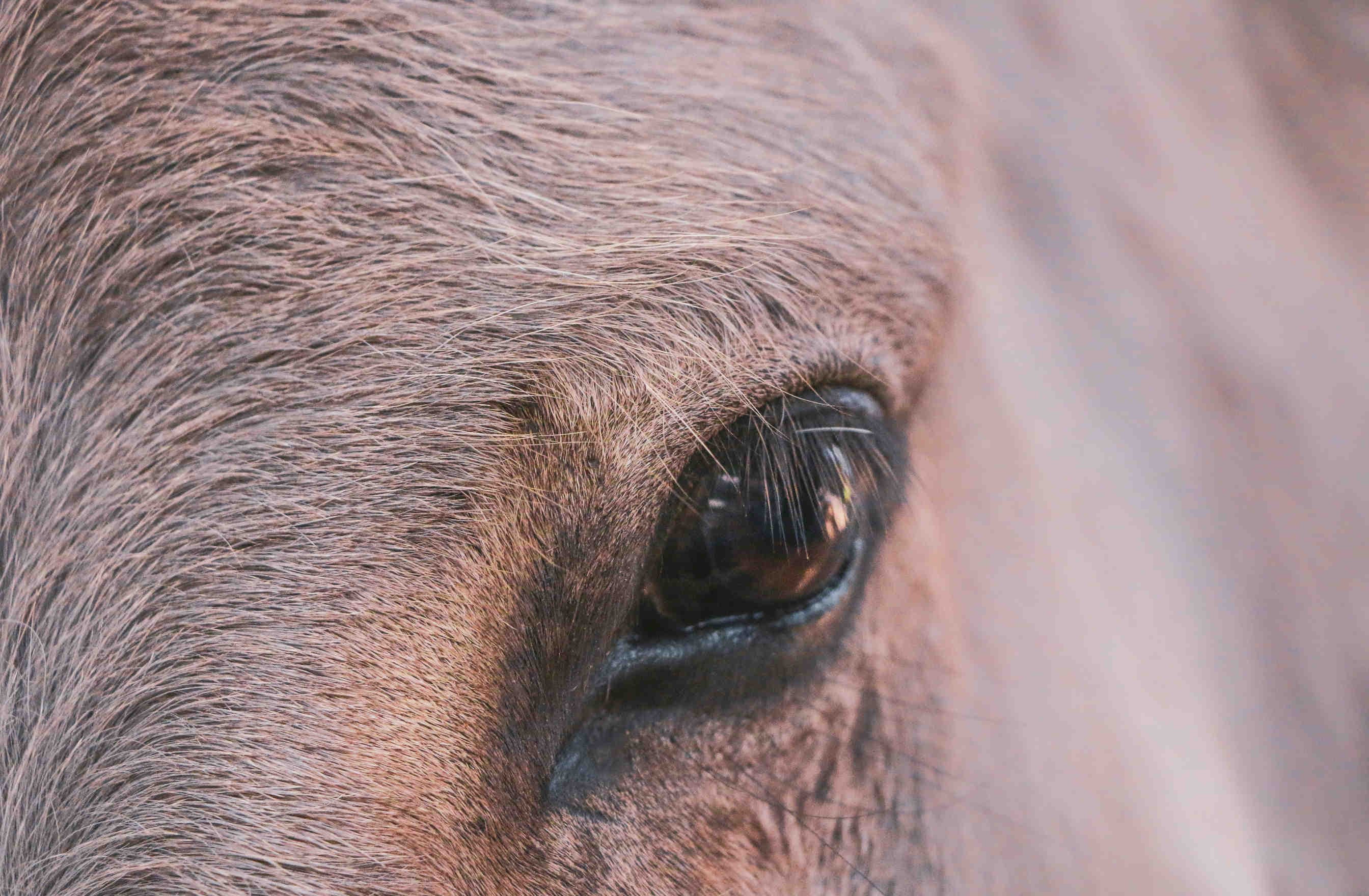 Sensi bestiali: il mondo visto dagli animali