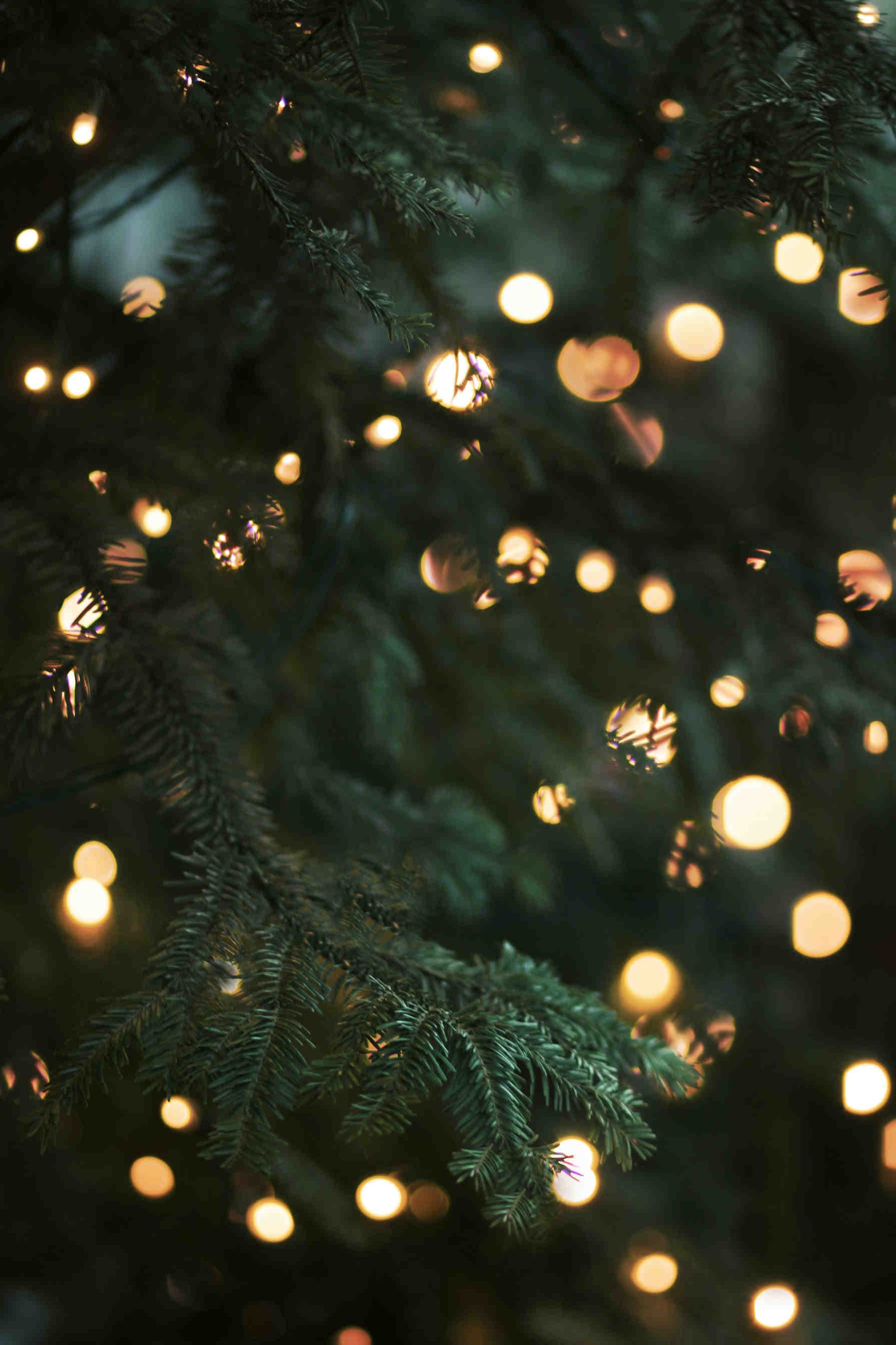 percorso albero