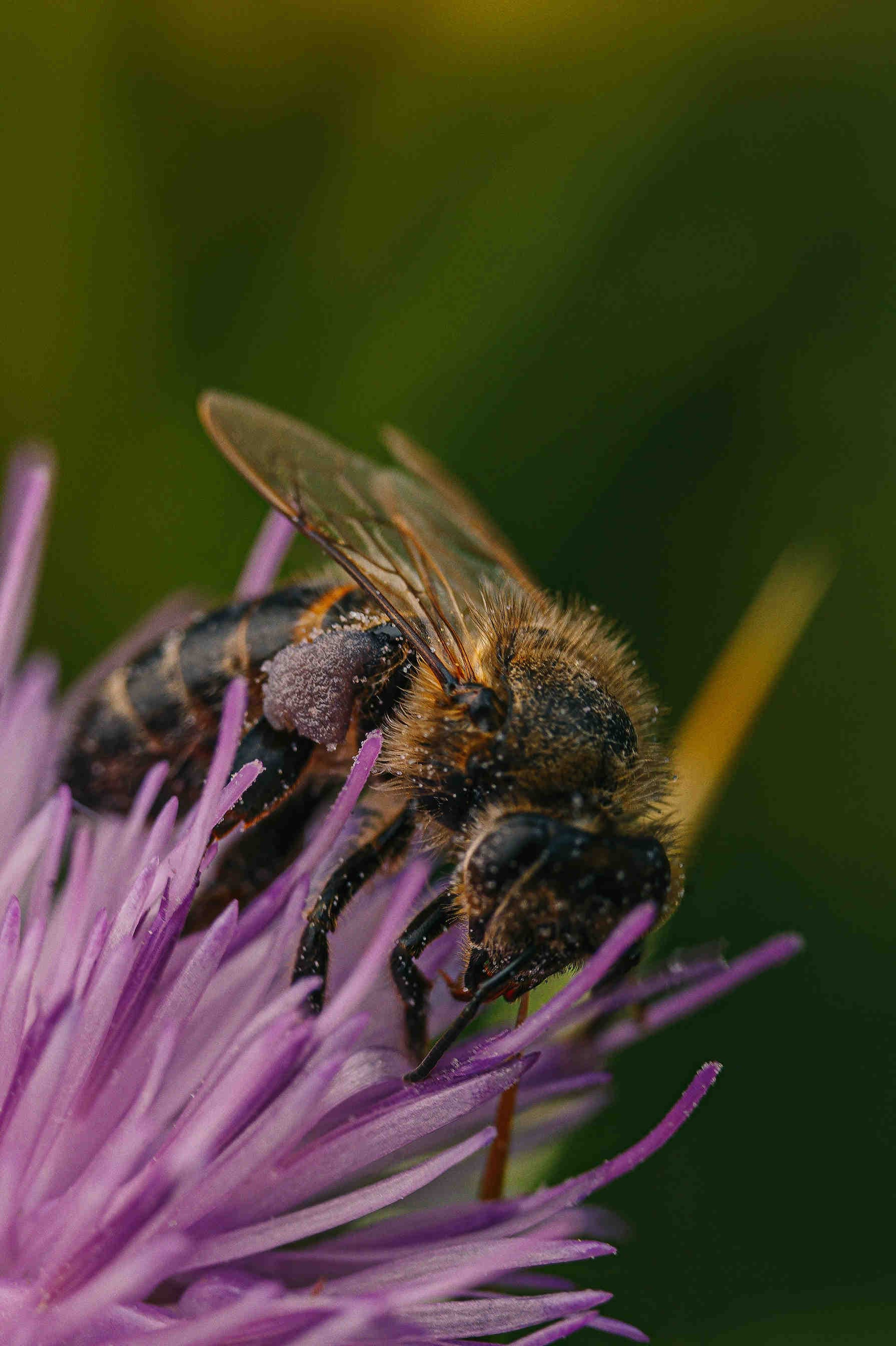 ape fitofarmaci