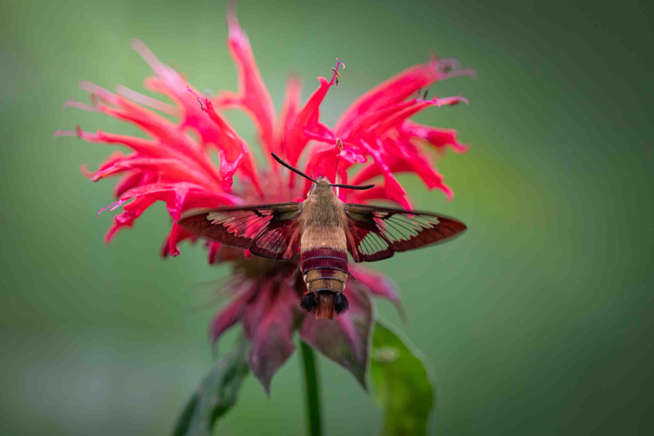 impollinatori