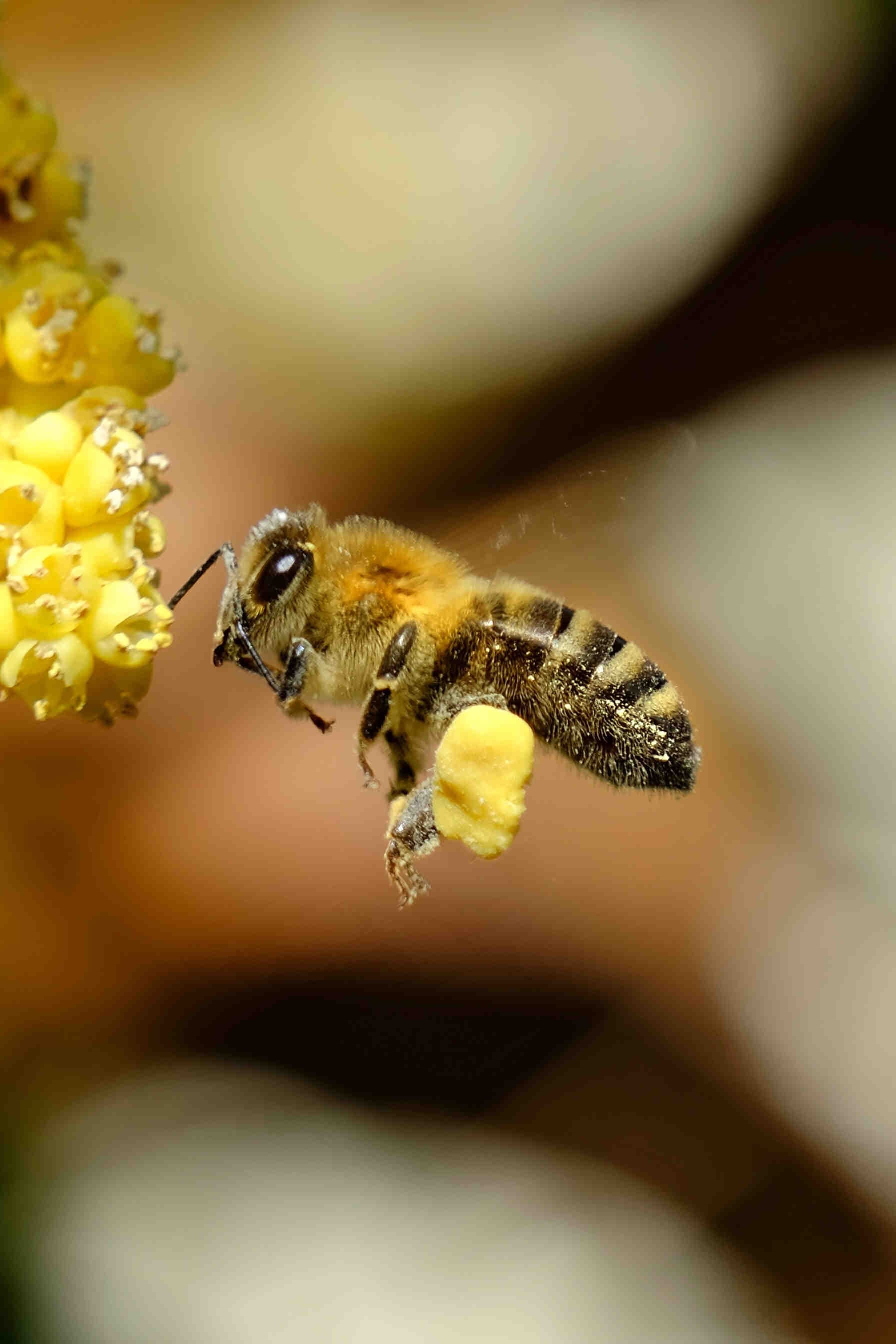How to Protect Bees?