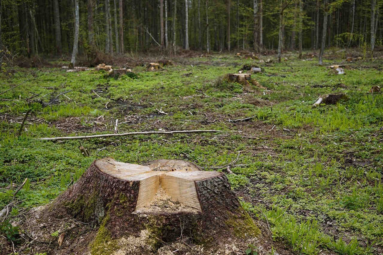 Deforestazione: com’è la situazione in Colombia?