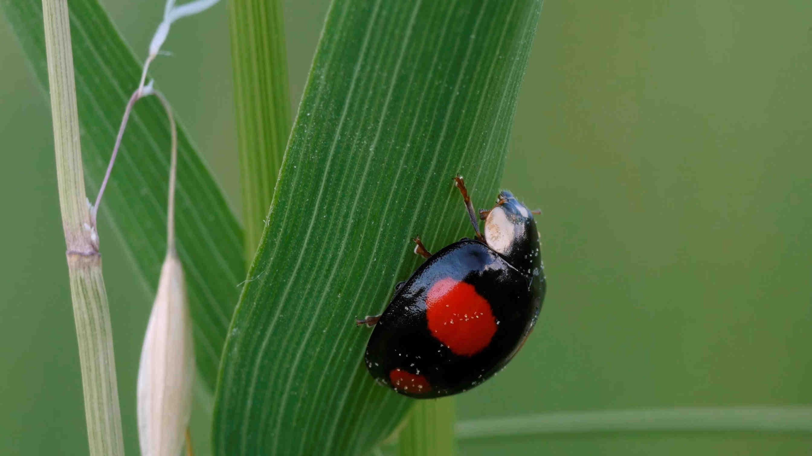 coccinella specie asiatica