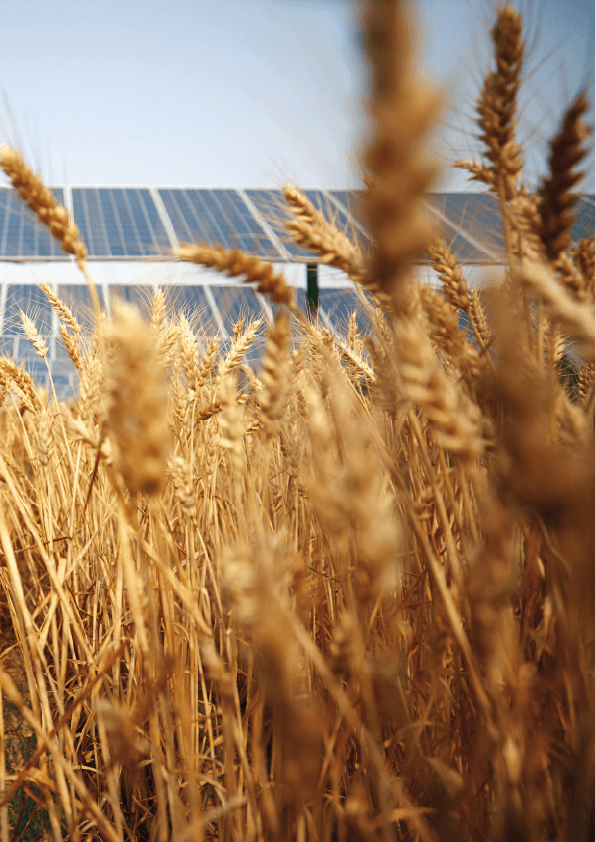 3Bee als Best Practice in die neuen Agrisolar Guidelines