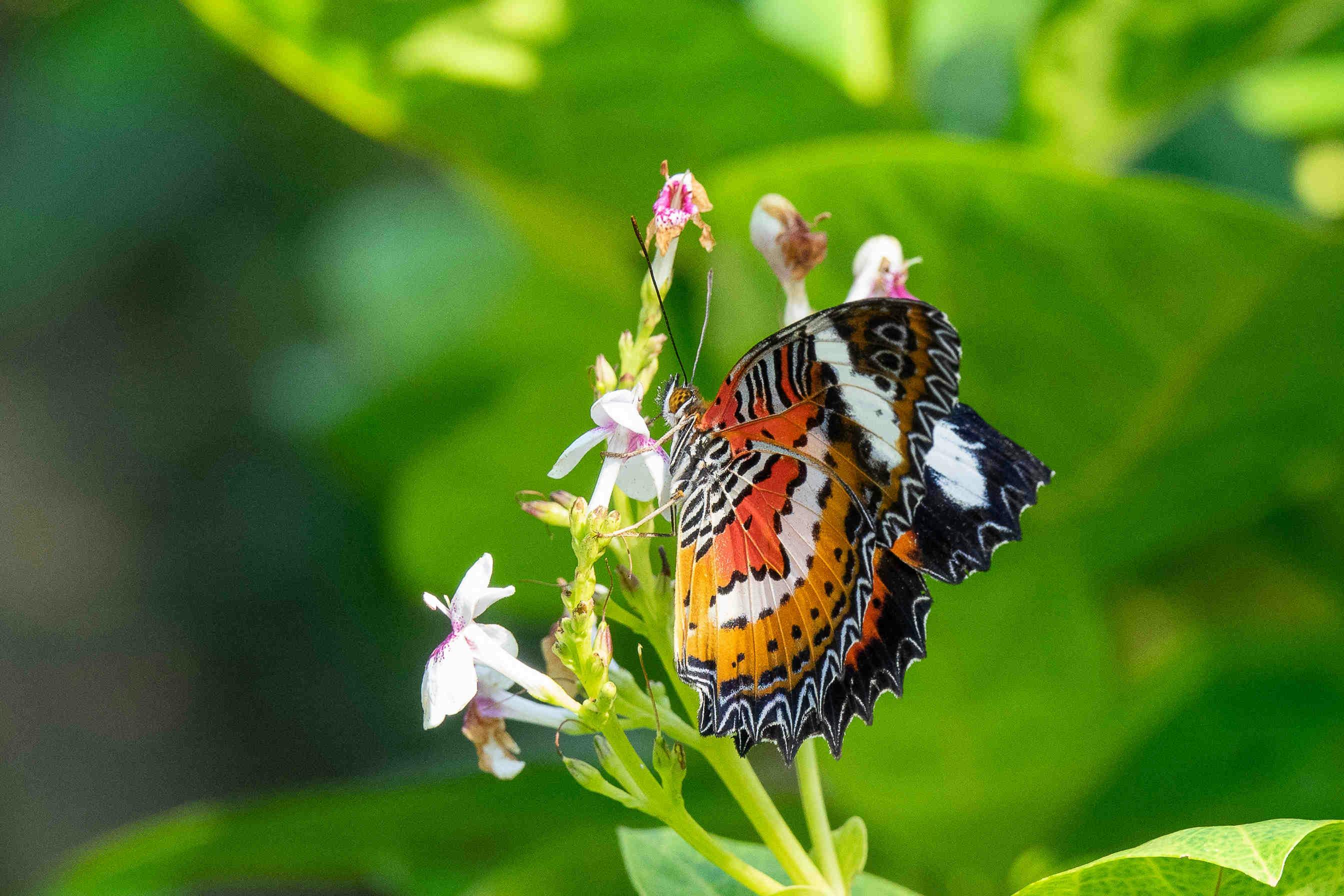 farfalla biodiversità