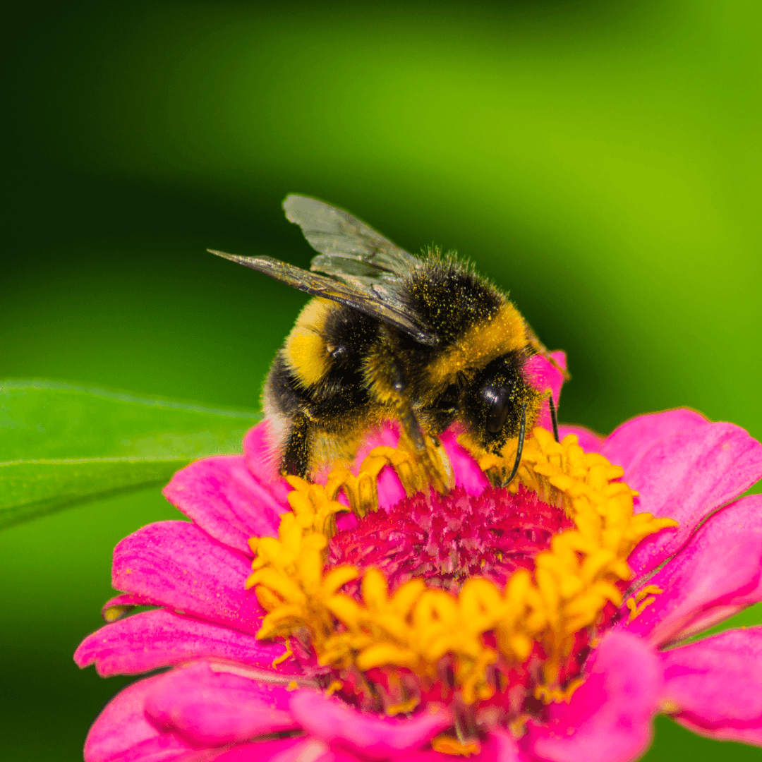 3Bee Nature Restoration Law