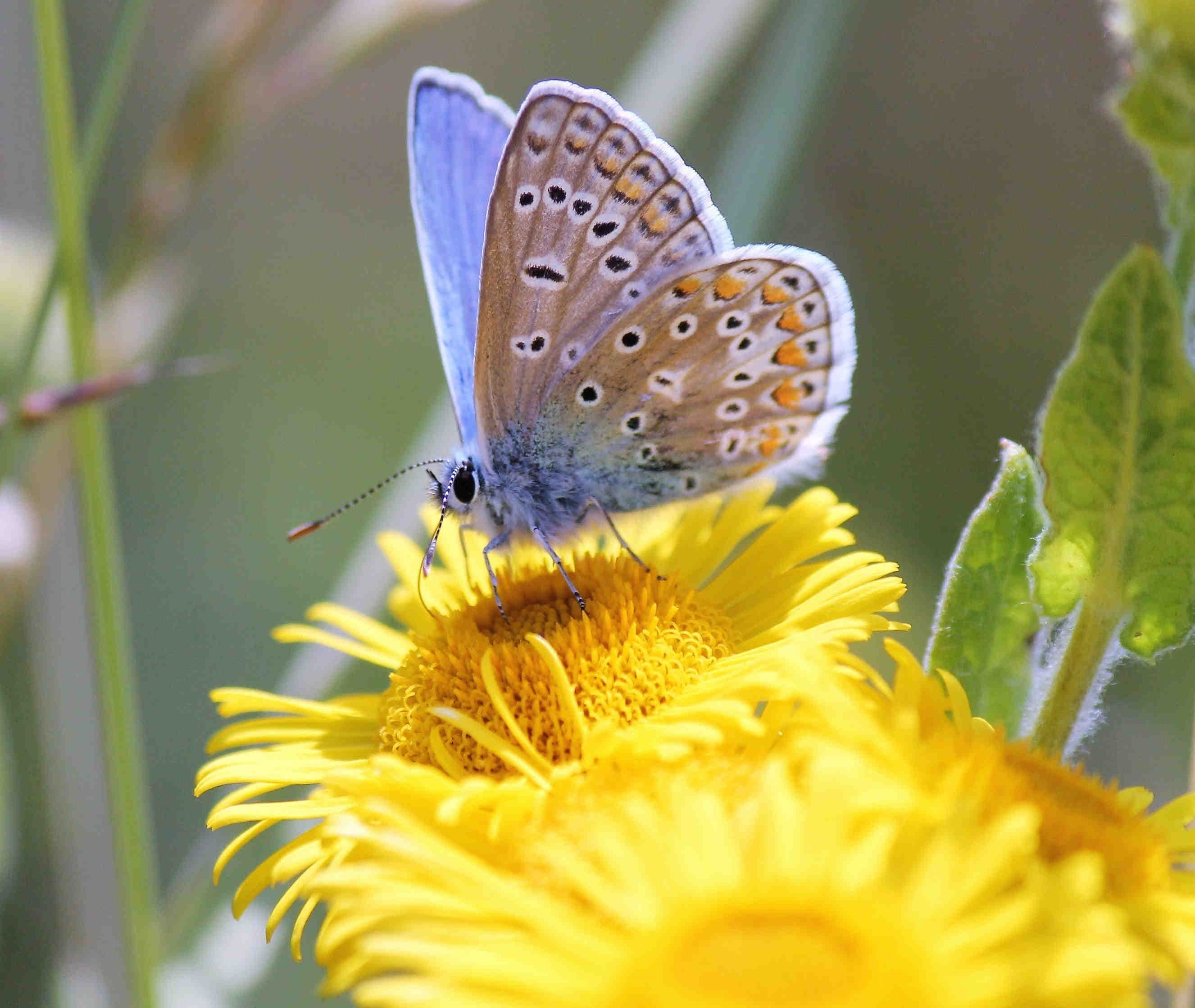 Impollinatori