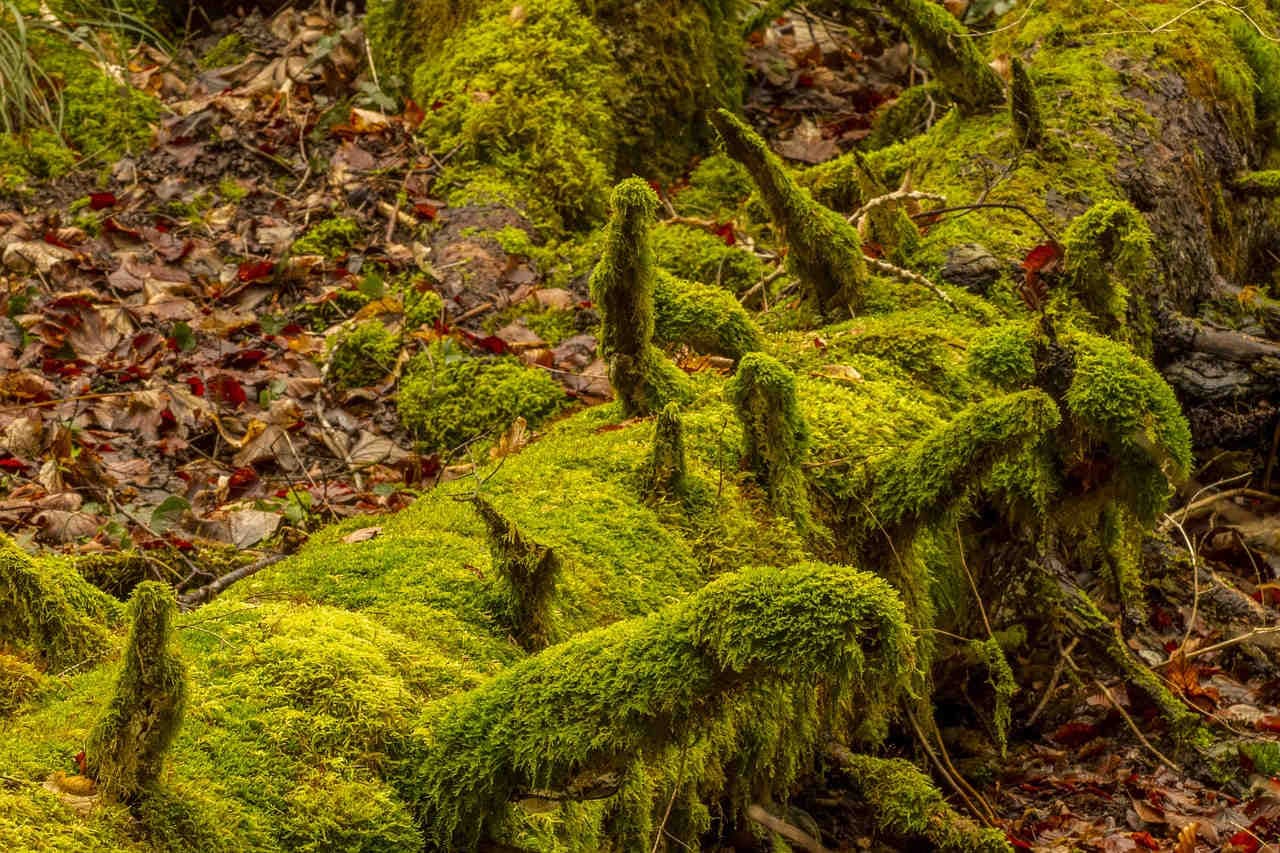 L'importance du bois mort pour la biodiversité