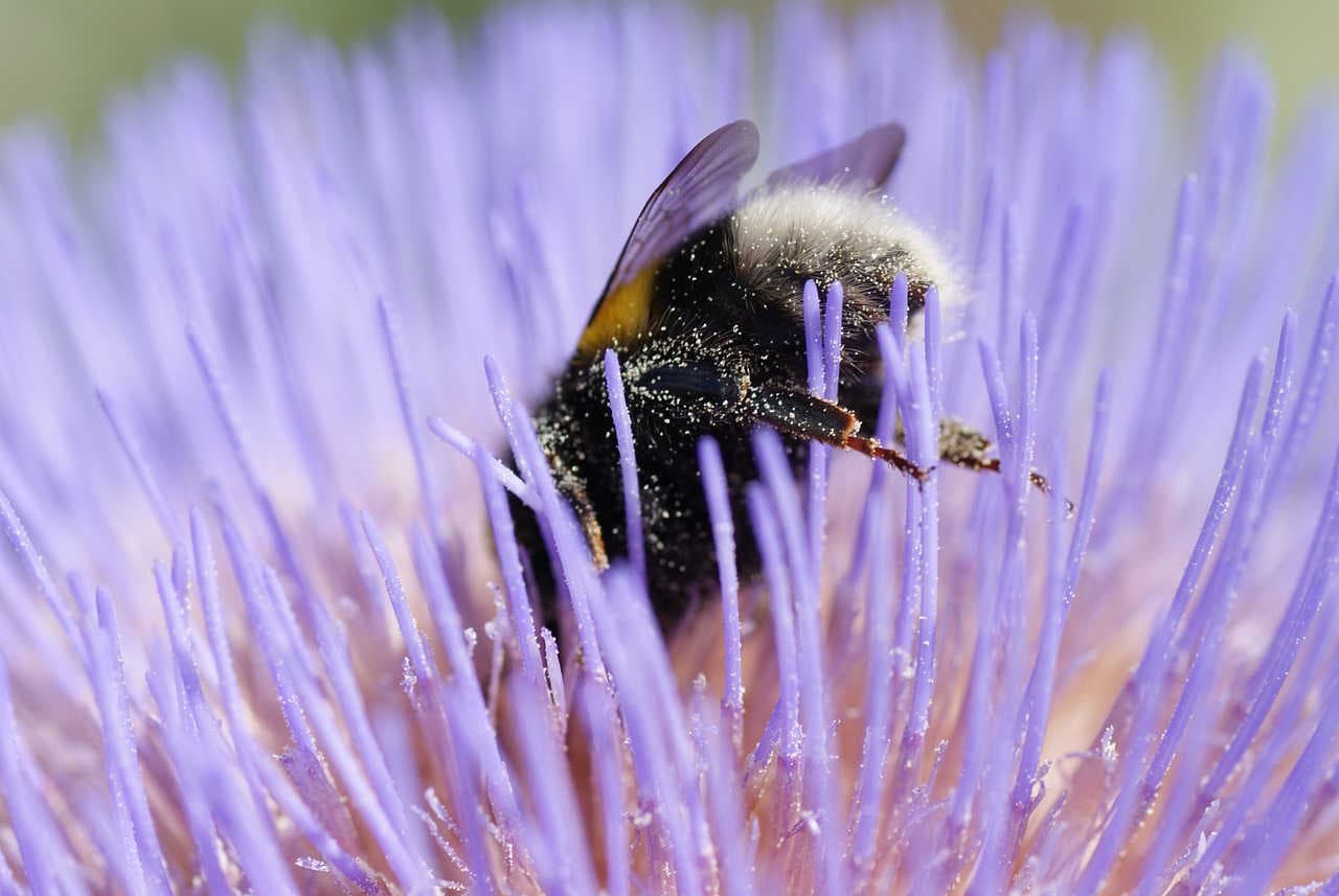 bombo dorme su un fiore