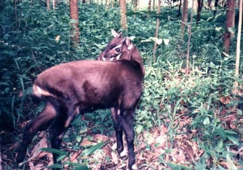 3bee-blog-la-scoperta-tarda-e-sorprendente-del-saola