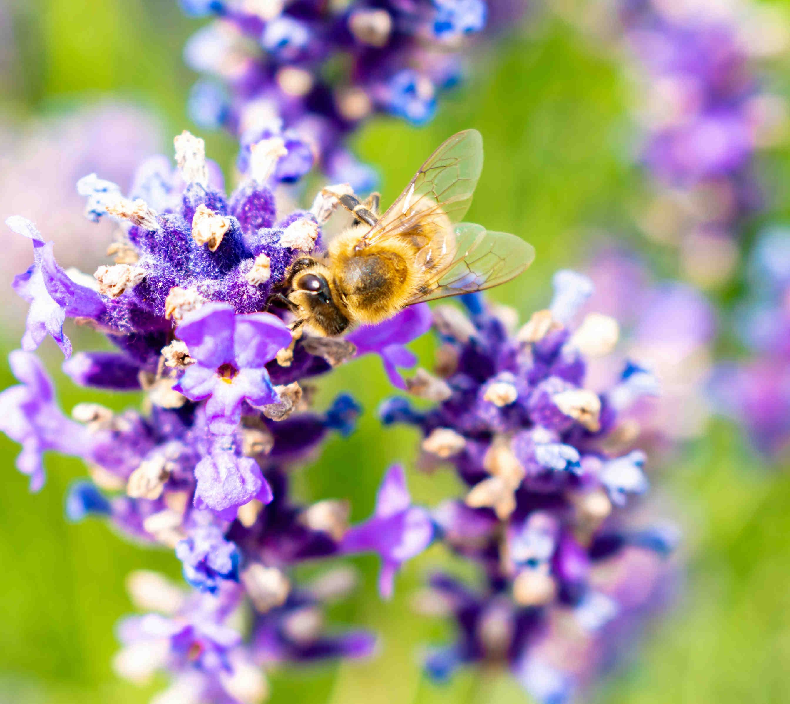 Bee on flowers
