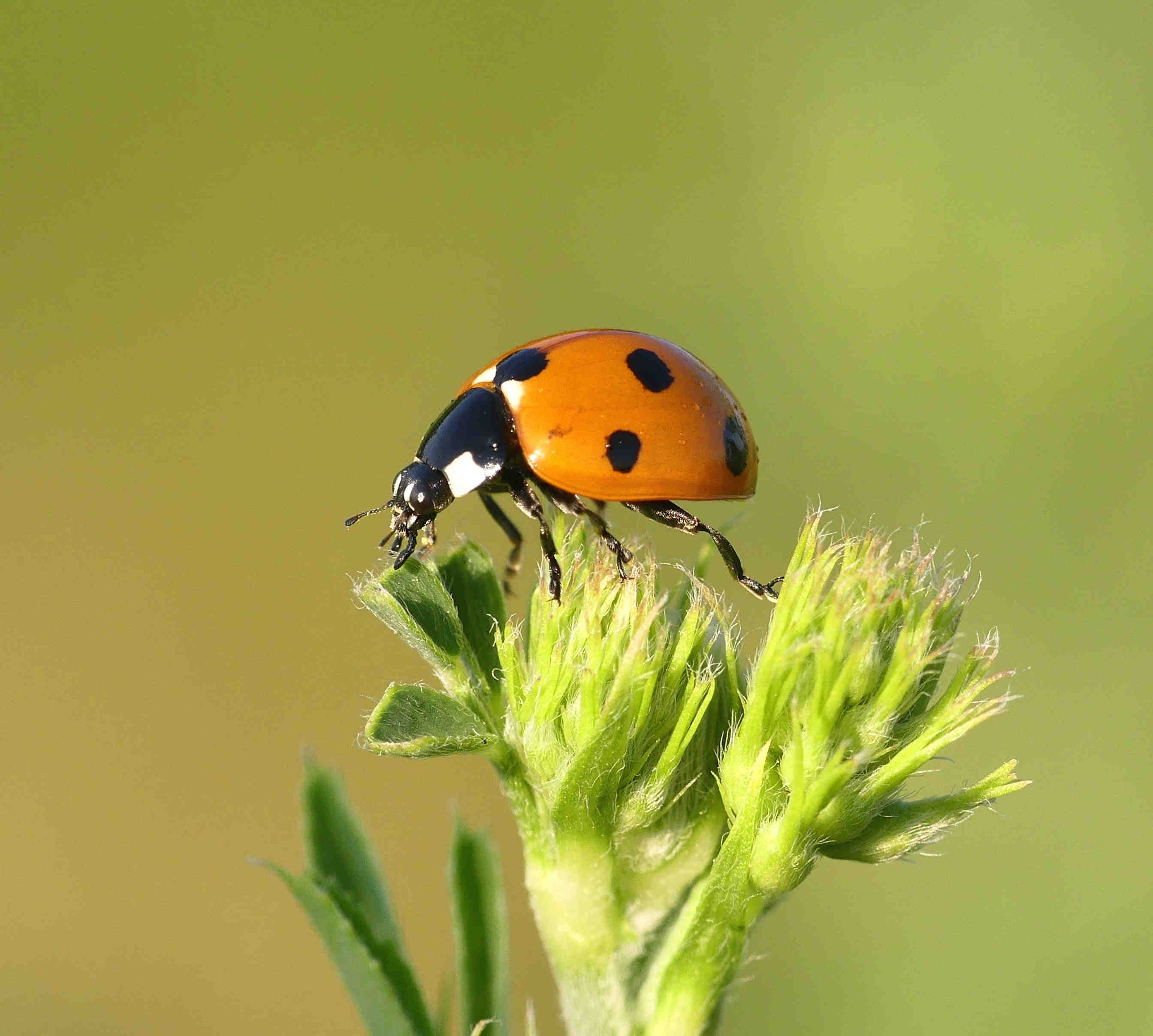 coccinella tossicità