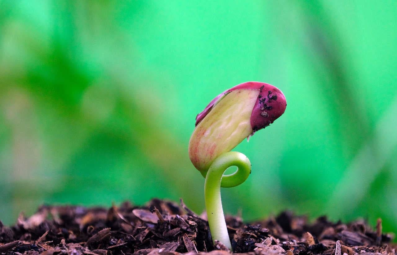 dormienza dei semi e germinazione