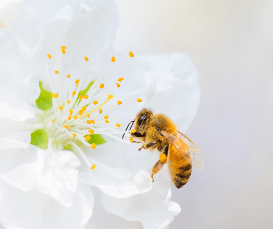 3 – Coltiviamo una Community per la biodiversità e le api