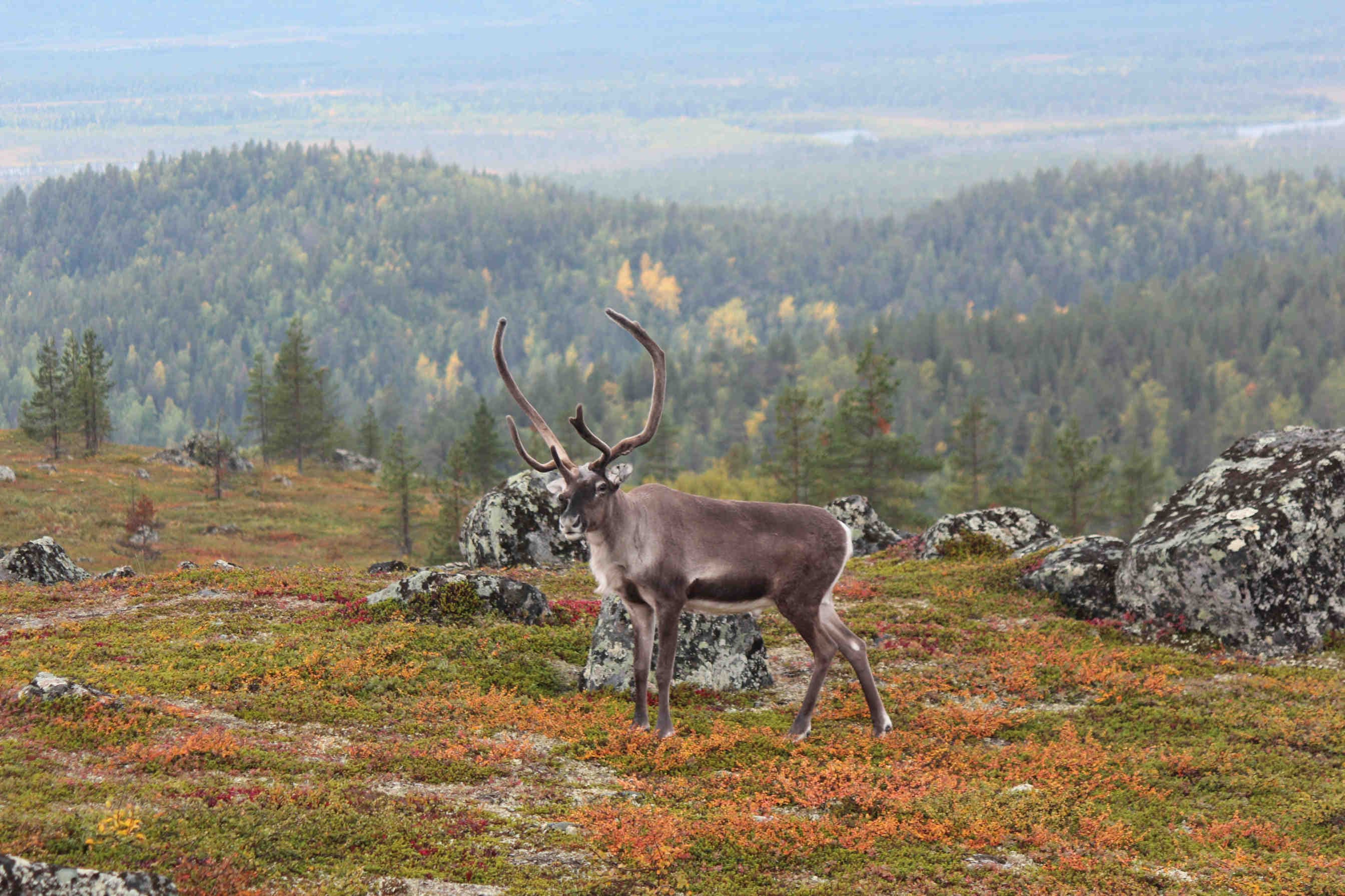 Reindeer on green grass