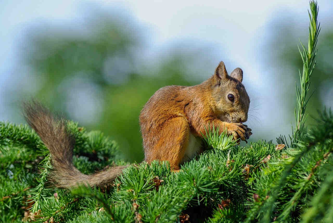 valori biologici foreste di larice