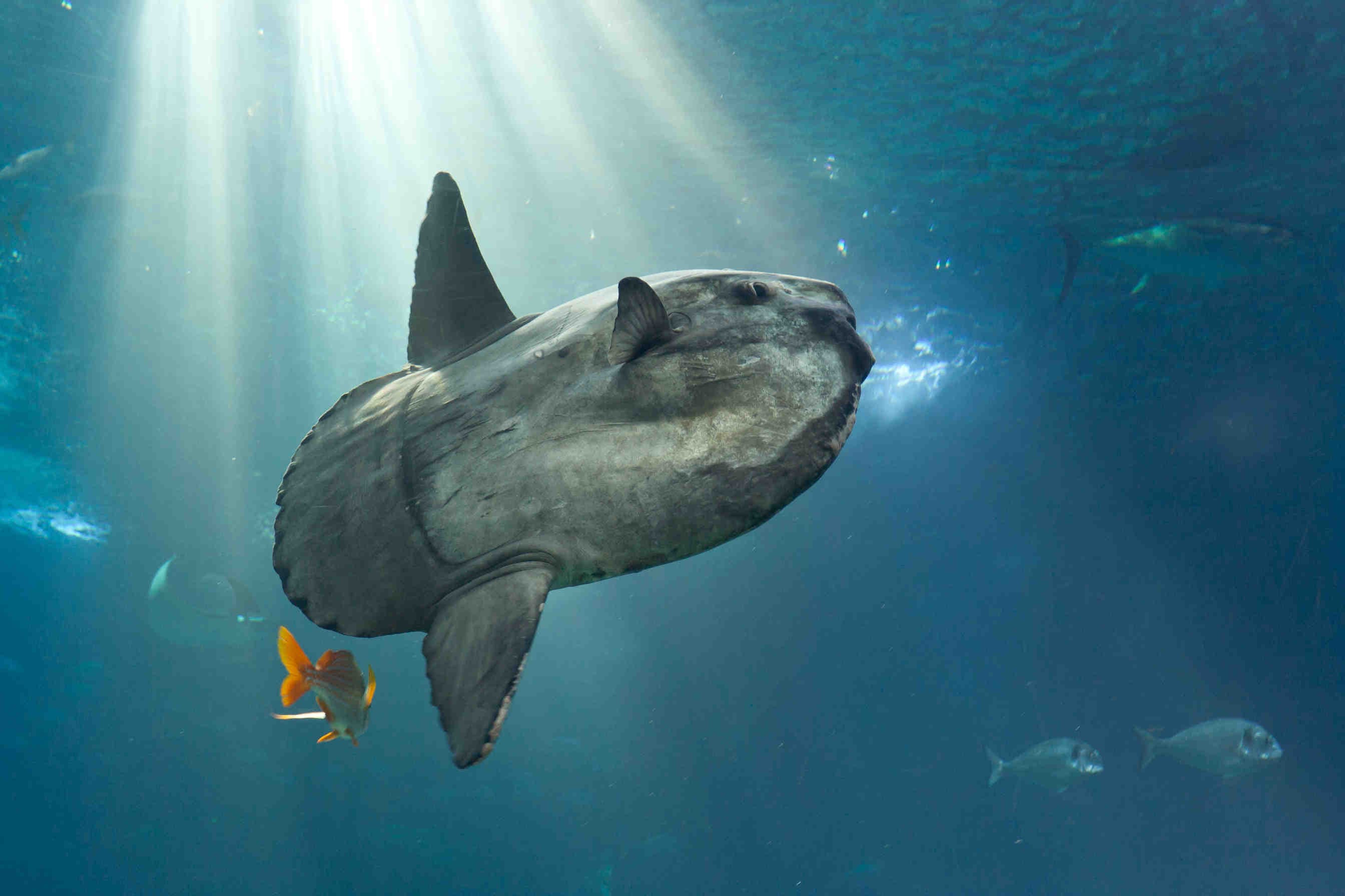 movimento pesce luna
