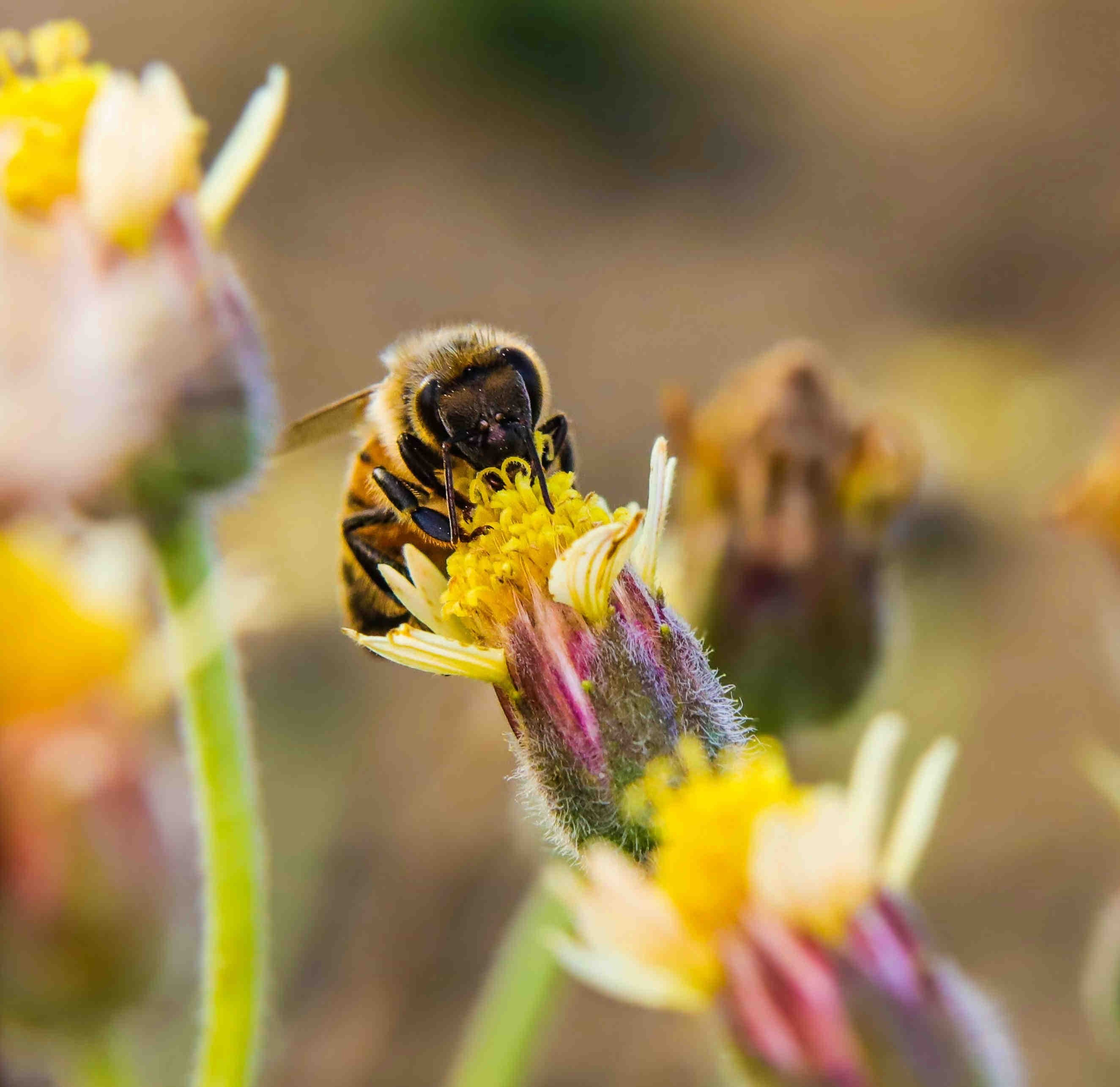 Insect on flower