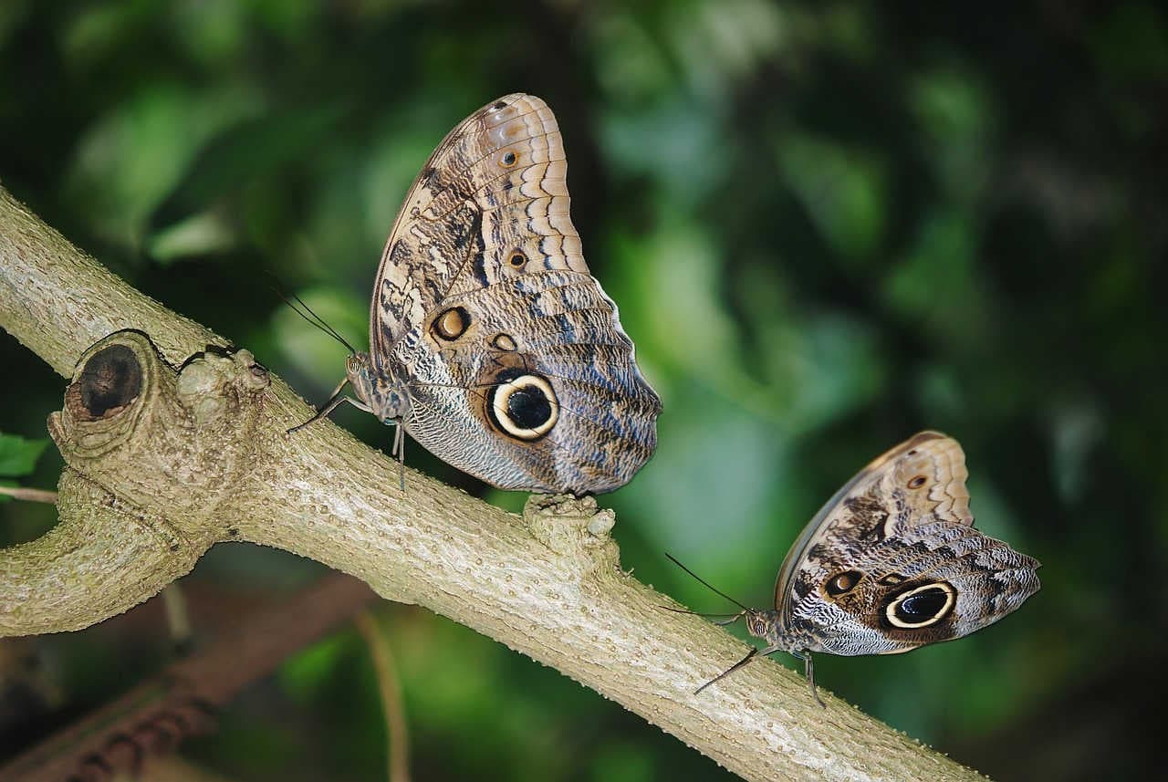 Morpho