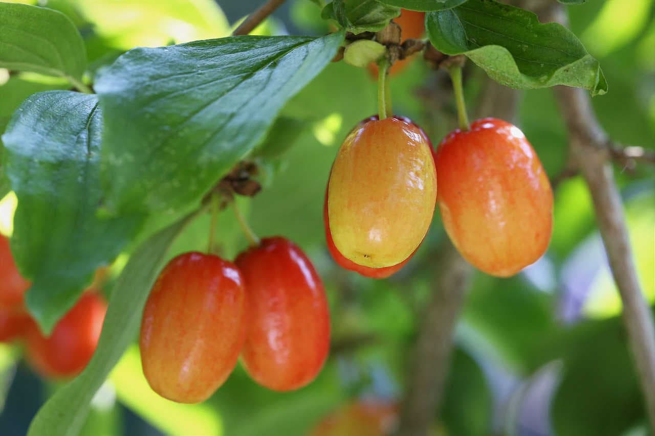 cornus mas corniolo