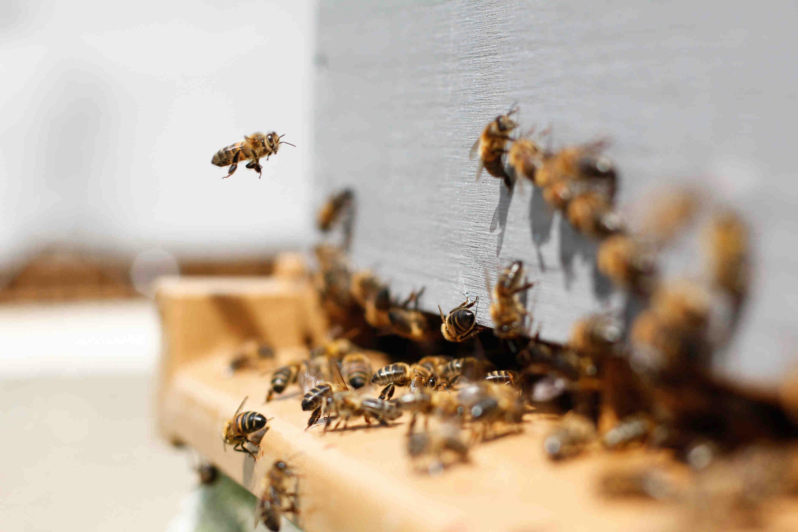 Offrir une ruche, un cadeau original protégeant les abeilles