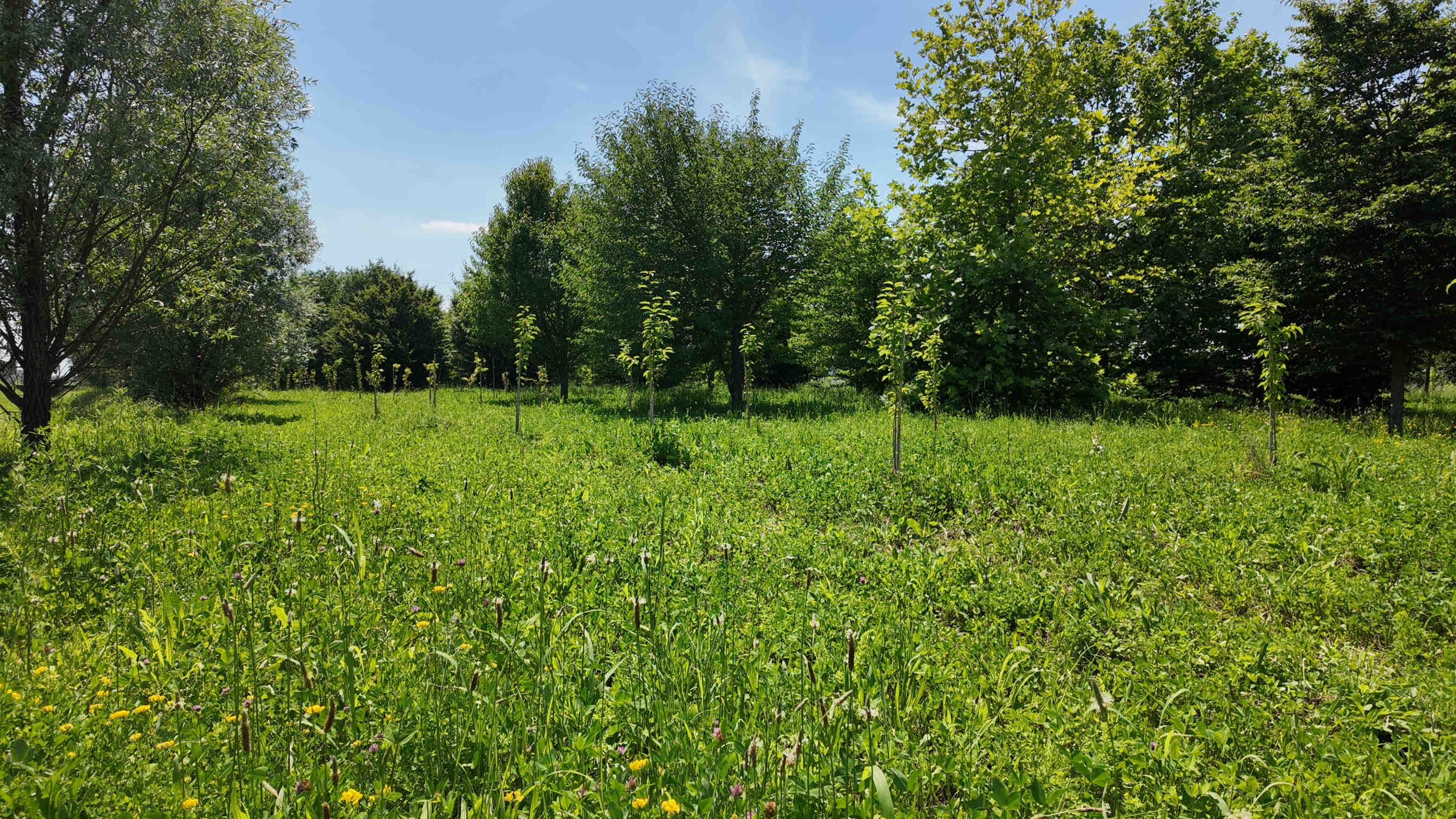 Isole di calore urbane: il verde e la regola 3-30-300