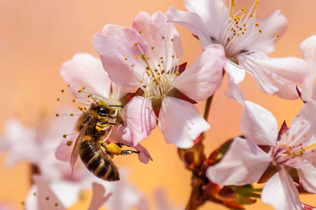 Rohstoffe für die Honigproduktion: Honigtau