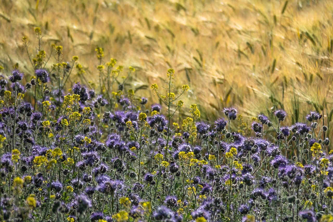 field with wildflower border