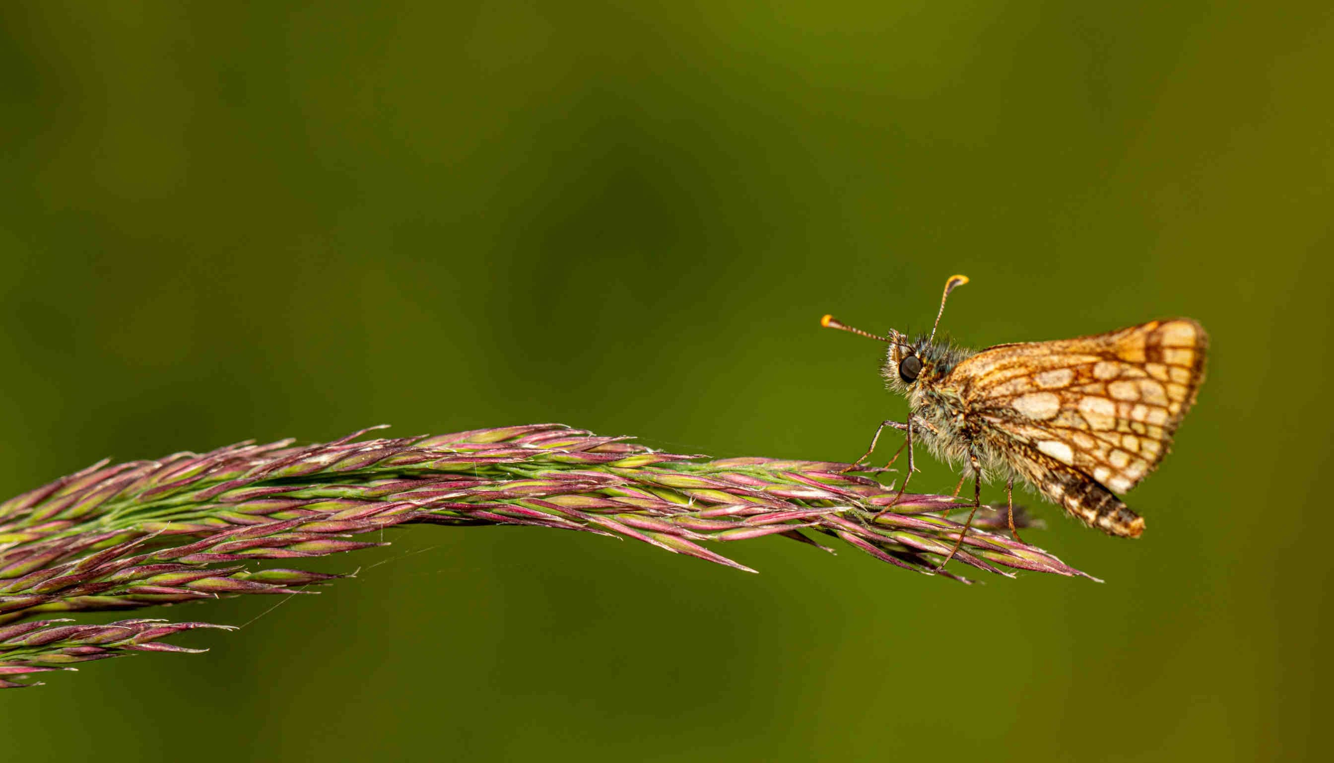 Carterocephalus_palaemon