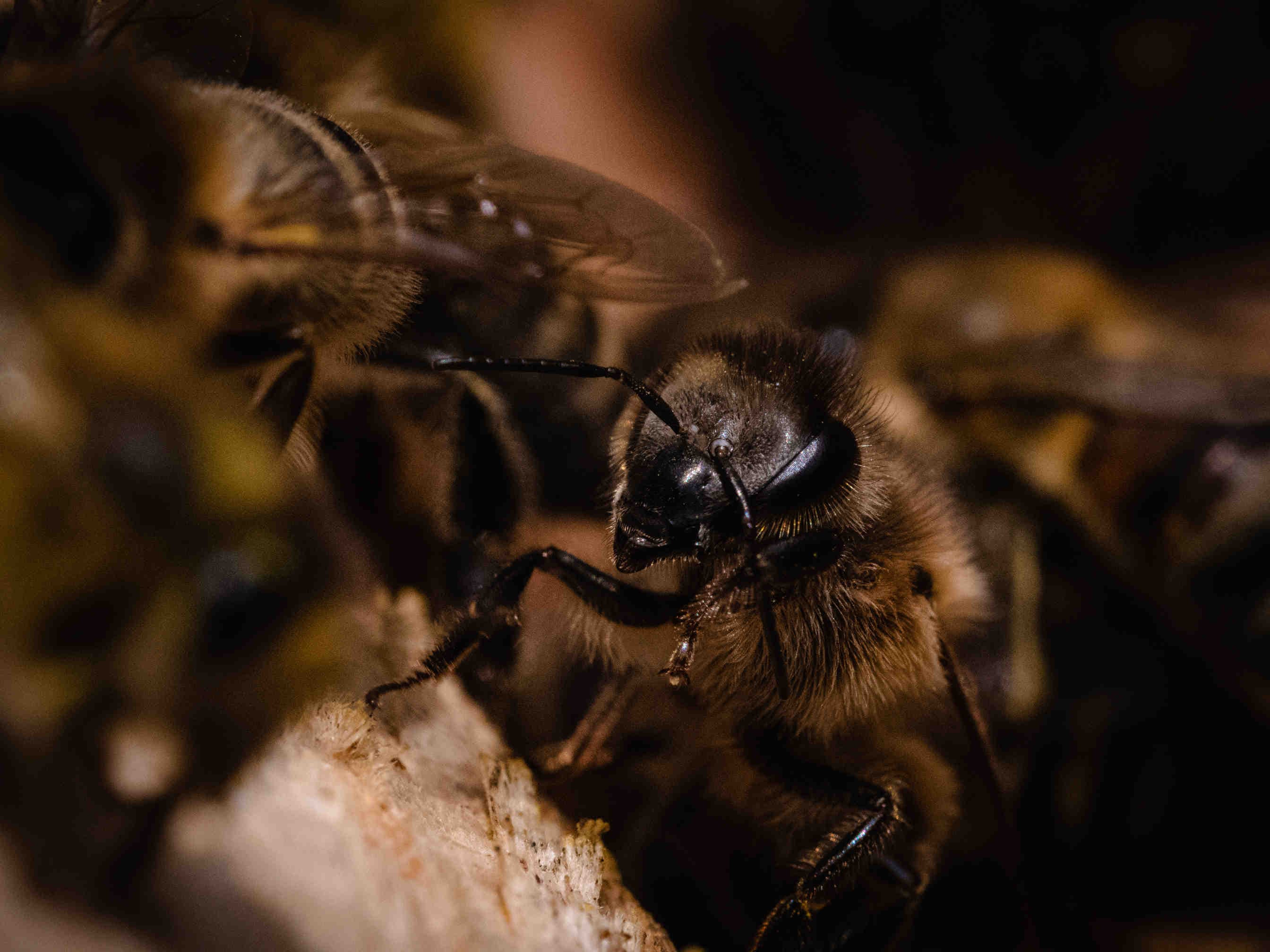 Why the Adopt-a-Hive Project?