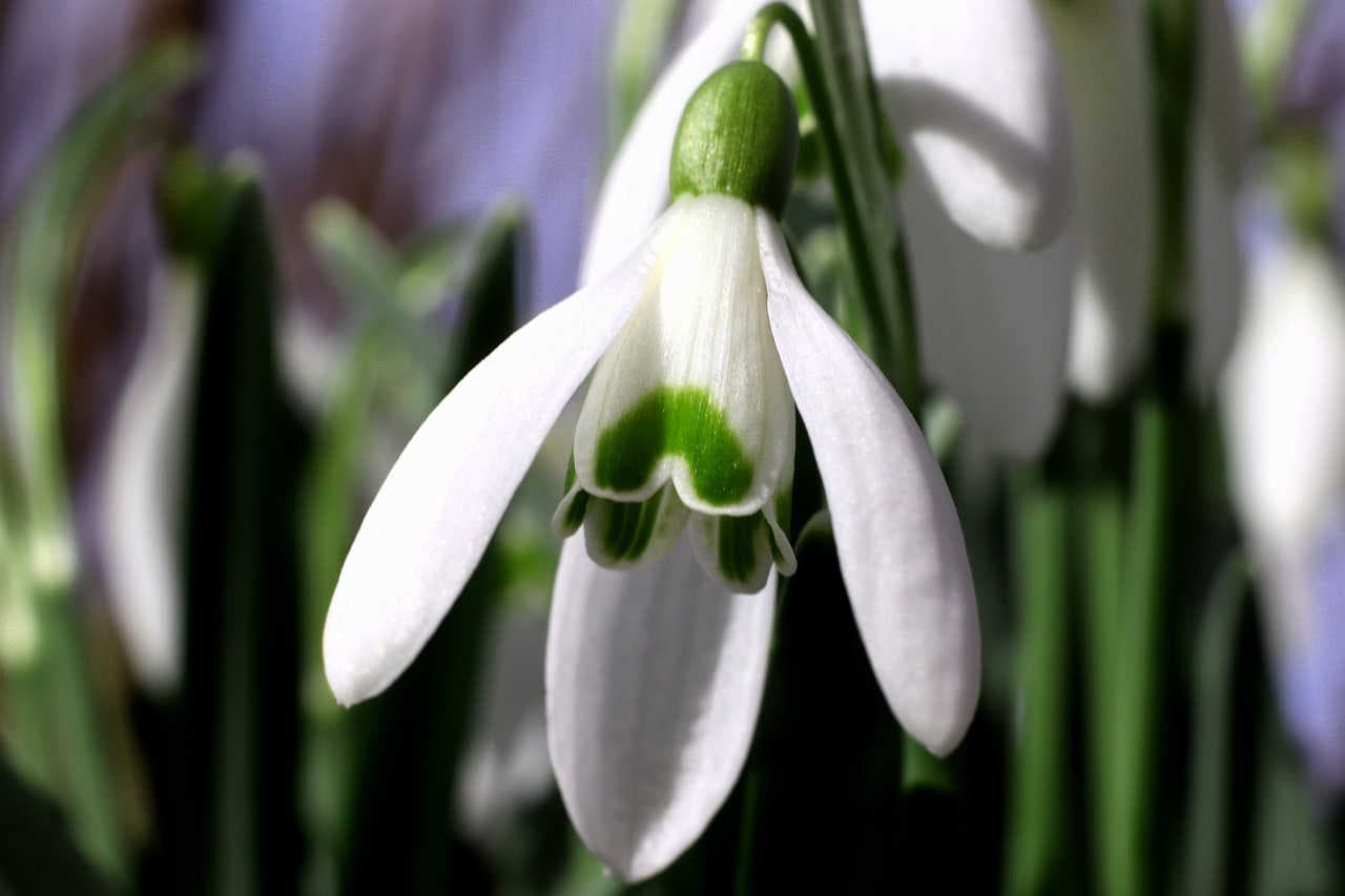 fiore