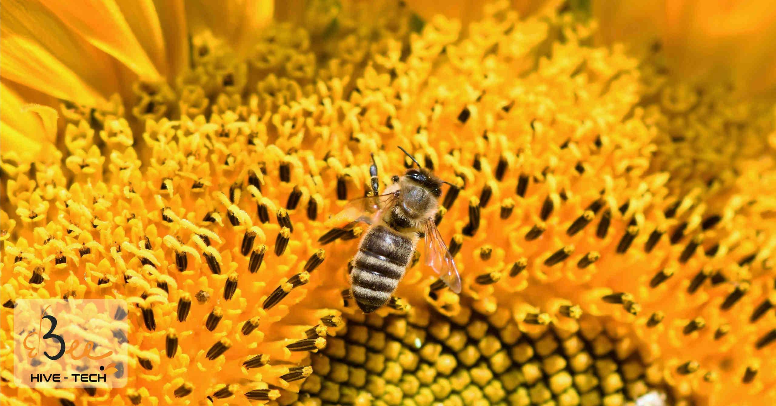 Contributi Per L’apicoltura In Regione Piemonte
