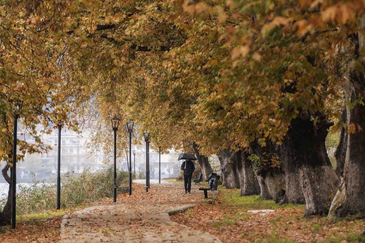 gli alberi alleati delle nostre città